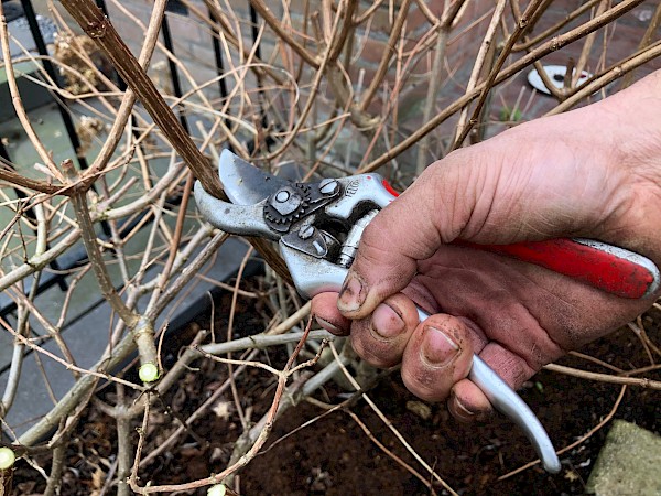 Tuintip van de maand februari