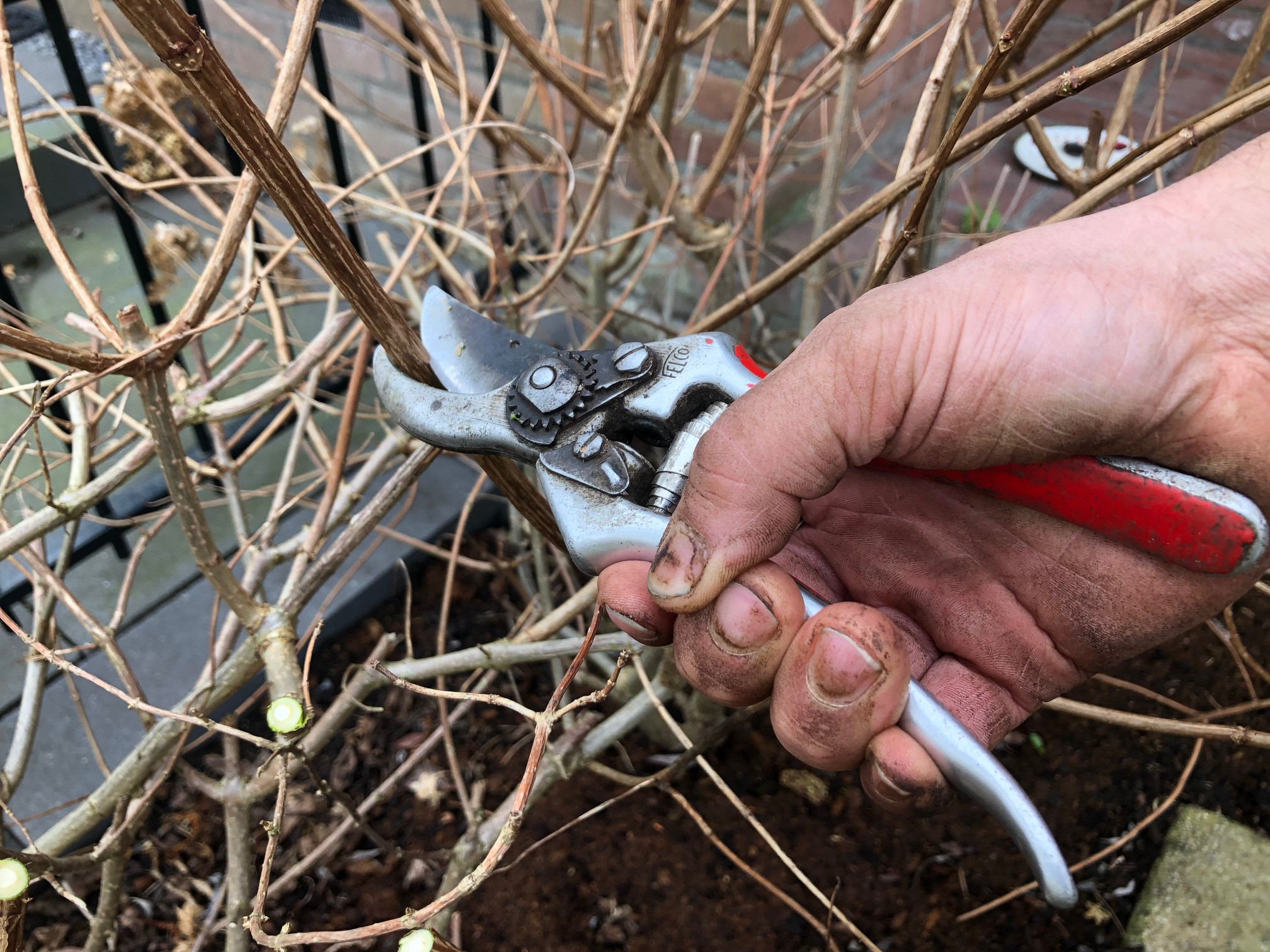 Tuintip van de maand februari
