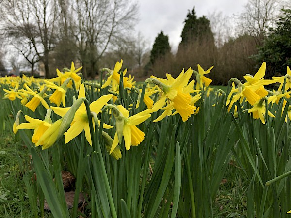 Tuintip van de maand maart