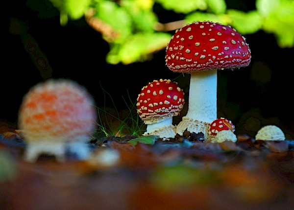 Tuintip van de maand oktober