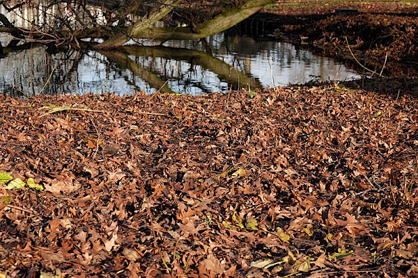 Tuintip van de maand november