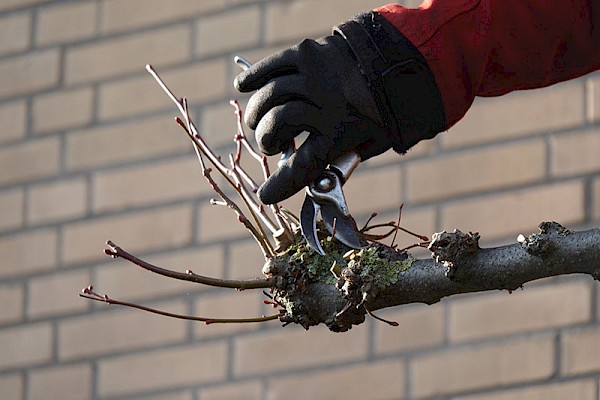 Tuintip van de maand december